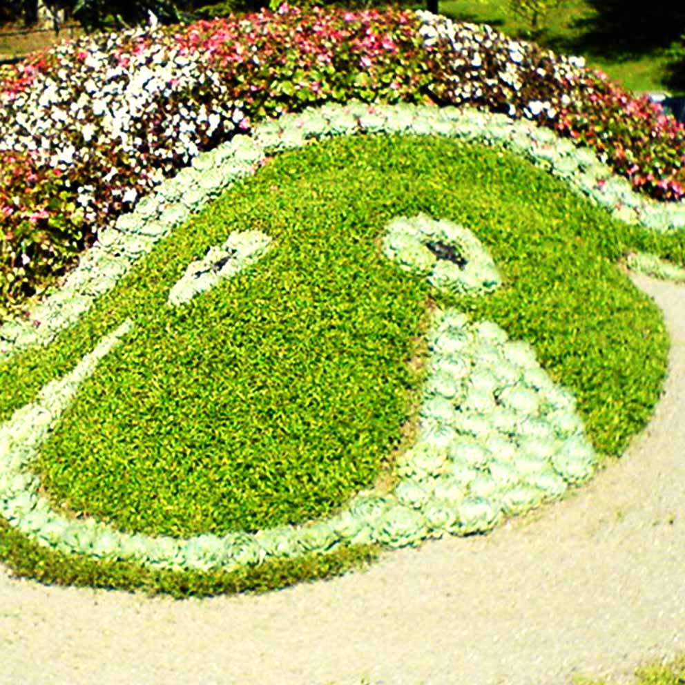 Certification d’Innocuité d’Alimentation Exotique