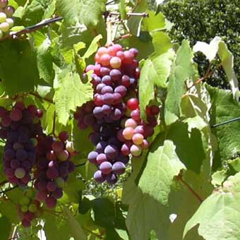 Certification d’Innocuité d’Alimentation